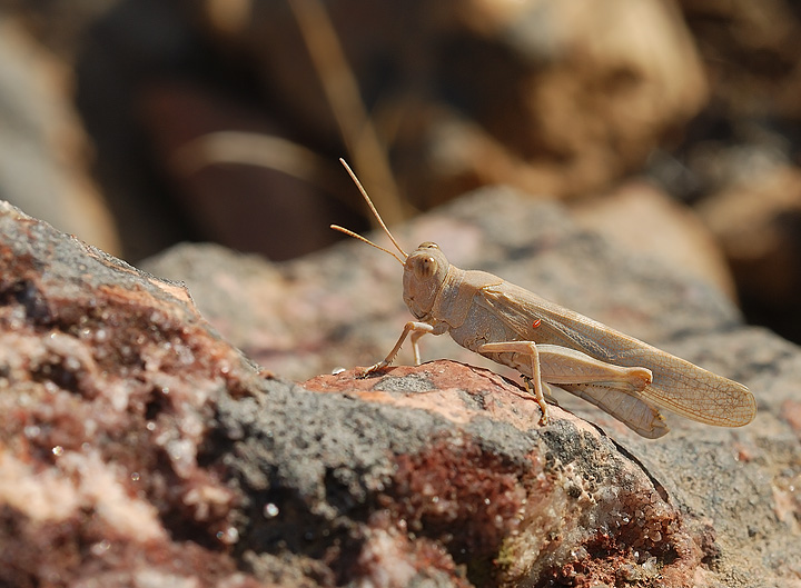 Sphingonotus sp., maschio  (S. caerulans o S. personatus)